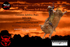 3HRodeo LJD Xtreme Bulls Flyer compressed
