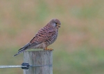 Kestrel