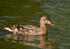 Mallard