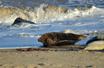Atlantic Grey Seal