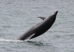 100726 DOLPHIN OFF SLAPTON IMG_6352