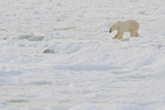 Polar Bear walking carefully on thin sea ice, Churchill, Canada