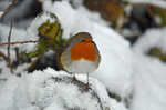 Robin