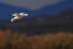 Ross's Goose on landing approach, Bosque del Apache, New Mexico