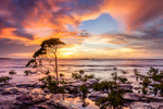 Lone Mangrove