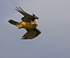 Bearded vulture