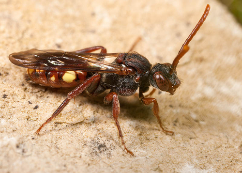 Warwickshire, May 2012. Note prominent yellow spot on edge of abdomen.