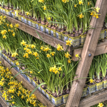 Daffodils In A Row