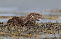 Wild Scotland portfolio