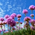 Sea Thrift