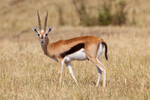 Thomson's Gazelle, Masai Mara, Kenya