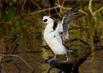 Smew 1