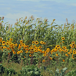 Sunflowers