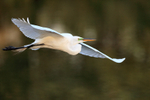 Great Egret flying side view, Venice Rookery, Florida