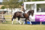 Class 84-86 - RIHS BSHA Cobs portfolio