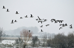 Barnacle Geese