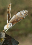 Barn Owl