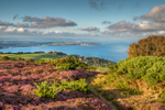 z2827 Wild Heather, Ventnor Down