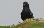 Grand Corbeau
