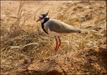 Black necked plover
