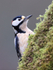 Great Spotted Woodpecker on mossy tree trunk, Otterbourne