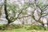 Dancing Trees Ty Canol
