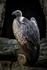 African White Backed Vulture-RLP43767
