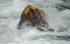 A grizzly bear catching a salmon.