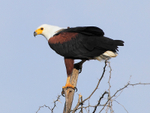 African Fish Eagle perched on top of a dead tree