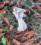White Saddle