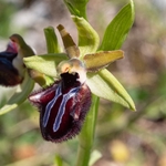 Early spider orchid subspecies (Ophrys incubacea = (also O. sphegodes ssp atrata)