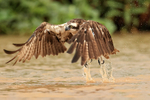 Osprey lifts off from river, Mato Grosso, Brazil