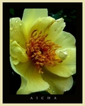 Rosa 'Aicha' 3