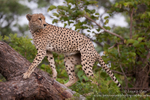Cheetah on fallen tree