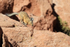 Southern Mountain Viscacha running, Chile