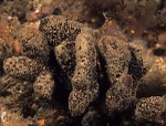 Raspailia ramosa