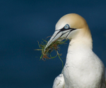 Gannet - Morus bassanus