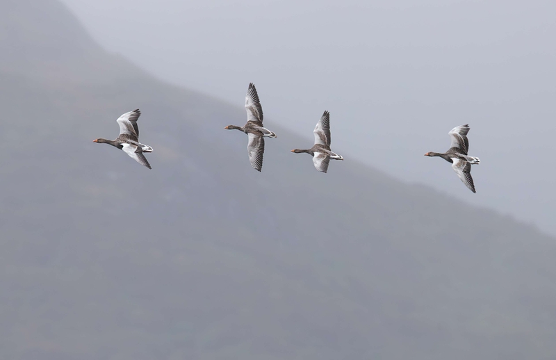 Greylag Goose - Isle of Mull - Scotland
