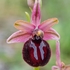 Siponto Ophrys (Ophrys sipontensis) ( syn. O. sphegodes ssp. sipontensis 