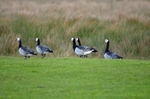 Barnacle Geese