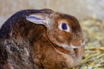 Domestic rabbit Oryctolagus cuniculus-9907