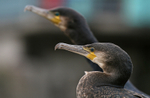 UK and International Urban Wildlife portfolio