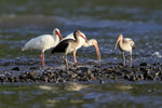 White Ibises at low tide, Playa Cativo Lodge, Costa Rica