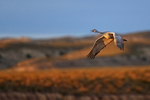 Sandhill Crane calling in flight, Bosque del Apache, New Mexico
