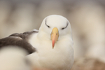 Resting Black-browed Albatross, Steeple Jason, Falklands
