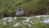 Shorelark.