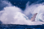 Big Splash 0A3A3843 - Copy