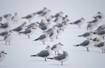 Black-Headed Gull