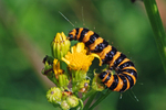 Cinnabar caterpillar