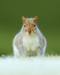Grey Squirrel, head-on view, Worcestershire